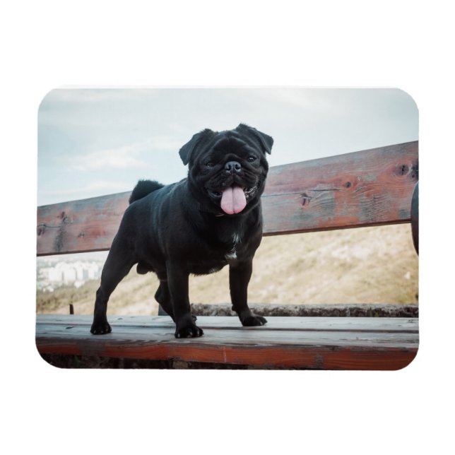 Funny pug dog magnet (Horizontal)