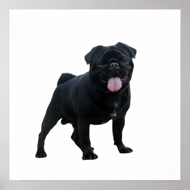 Funny pug dog poster (Front)