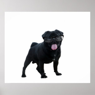 Funny pug dog poster