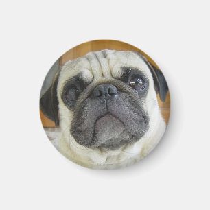 Funny Pug Face Refrigerator Magnet Fridge Magnets