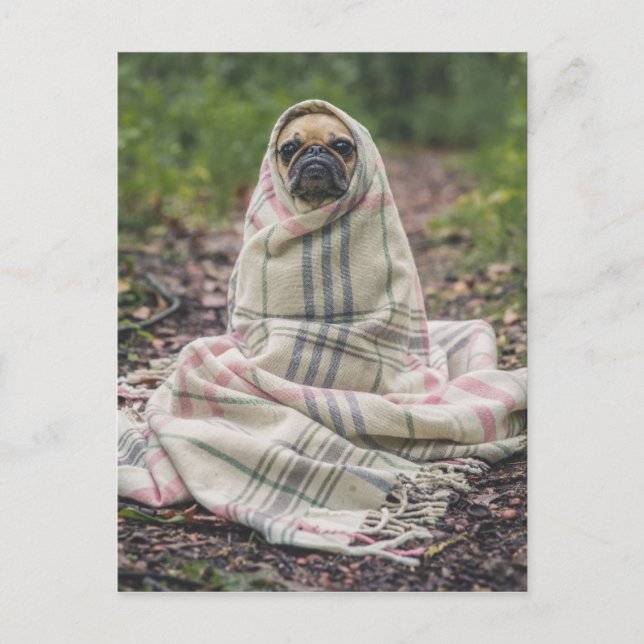 Funny Pug Postcard (Front)