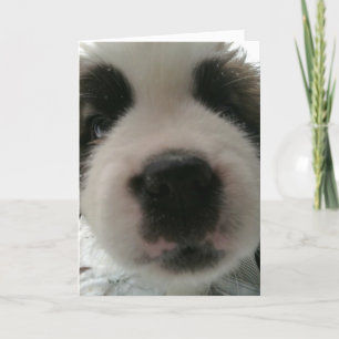 Funny Puppy Nose Card
