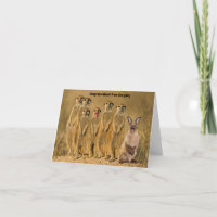 Funny Rabbit Meerkat Congratulations Card