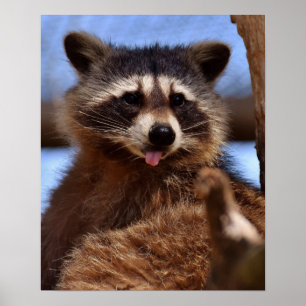 Funny Raccoon Sticking It's Tongue Out Poster
