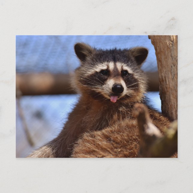 Funny Racoon Sticking It's Tongue Out Postcard (Front)