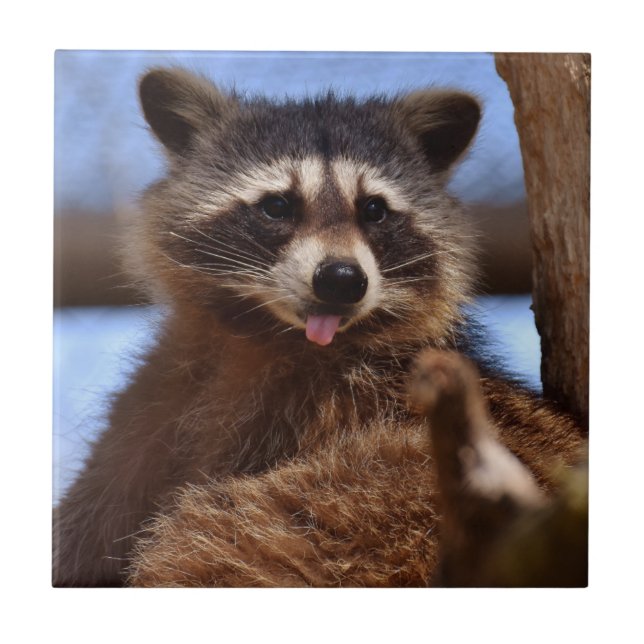 Funny Racoon Sticking It's Tongue Out Tile (Front)