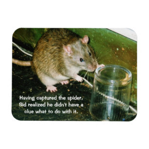 funny rat magnet