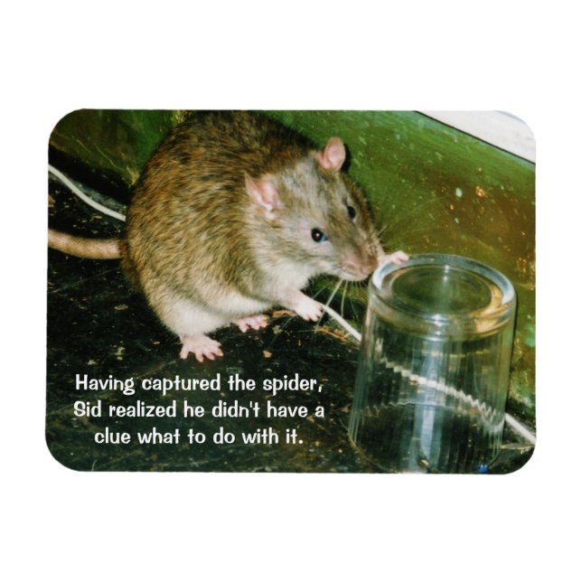 funny rat magnet (Horizontal)