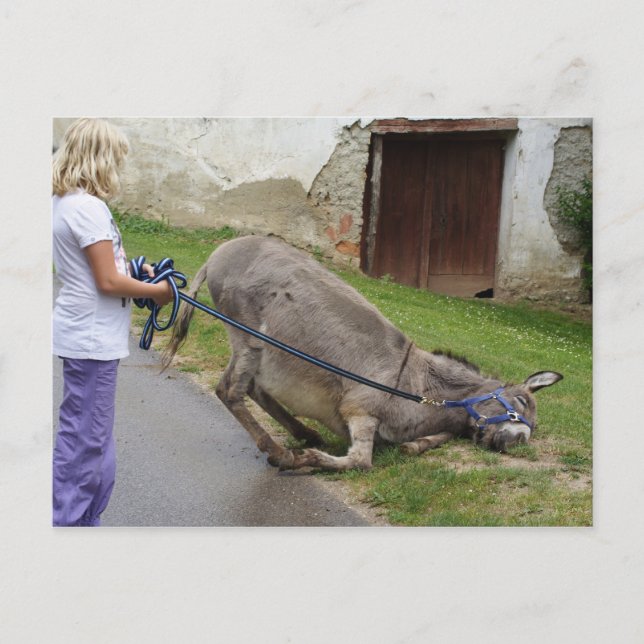 Funny Relaxed Donkey Postcard (Front)