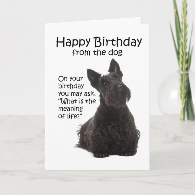 Funny Scottie Birthday Card (Front)