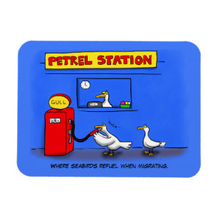 Funny sea gulls petrel cartoon humour magnet