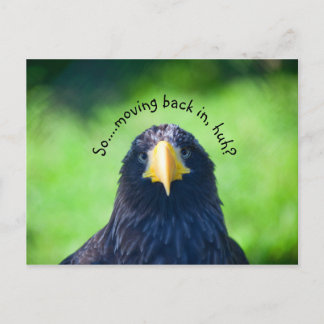 Funny Sea-hawk Bird•Custom Announcement Postcard