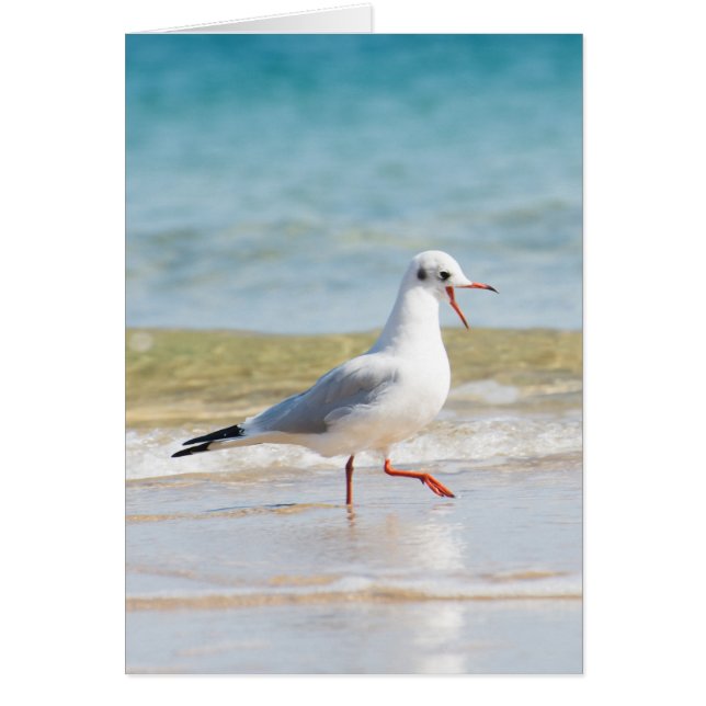 Funny seagull (Front)