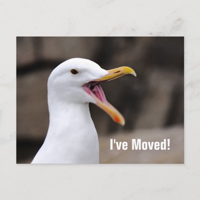 FUNNY Seagull  Announcement Postcard (Front)