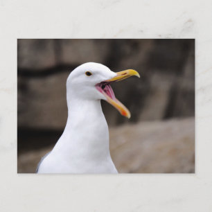 FUNNY Seagull Postcard