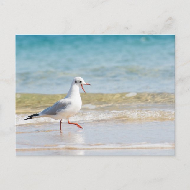 Funny seagull postcard (Front)