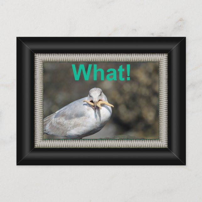 Funny Seagull trying to eat a starfish Postcard (Front)