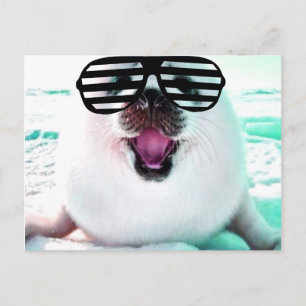 Funny seal postcard