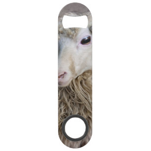Funny Sheep