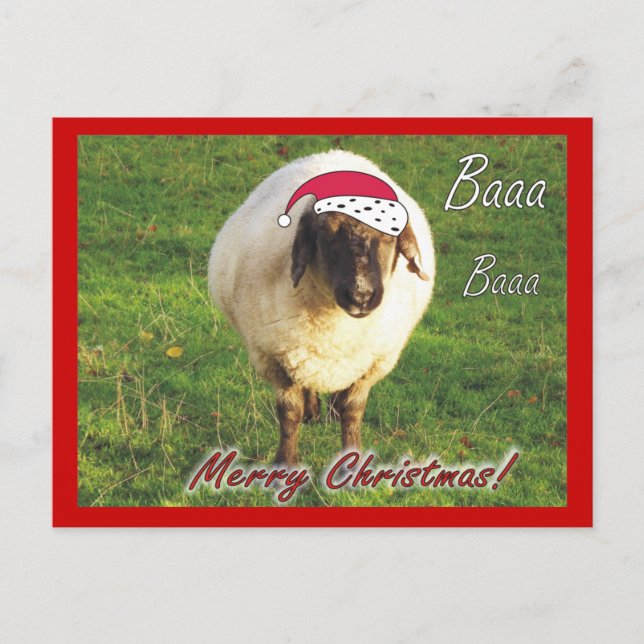 Funny Sheep Christmas Postcard (Front)