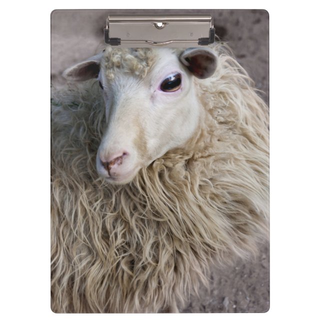 Funny Sheep Clipboard (Front)