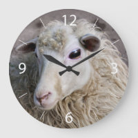 Funny Sheep