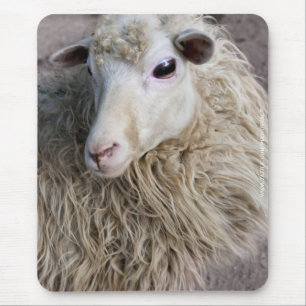 Funny Sheep Mouse Pad