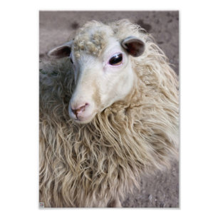 Funny Sheep Photo Print