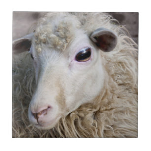 Funny Sheep Tile