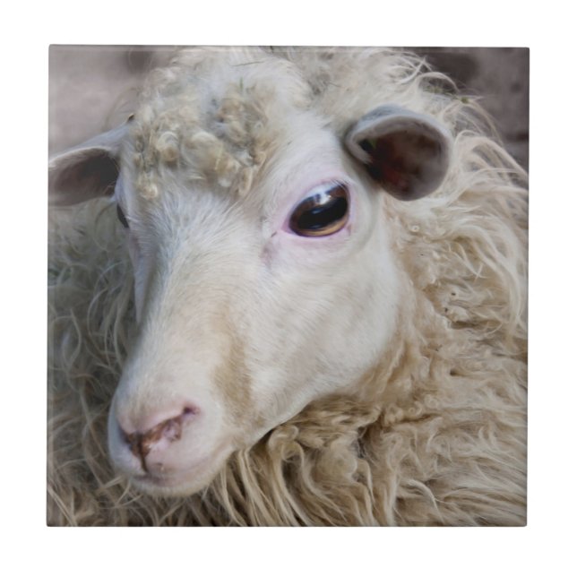 Funny Sheep Tile (Front)