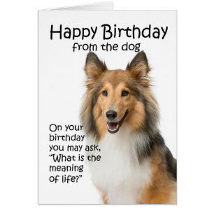 Funny Sheltie Birthday Card