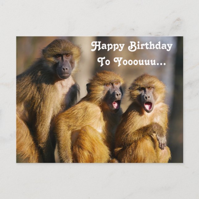 Funny Singing Monkeys - Barbary Macaques Postcard (Front)