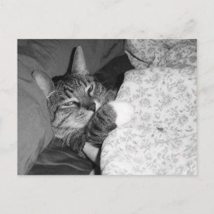 Funny Sleeping Cat in Bed Postcard