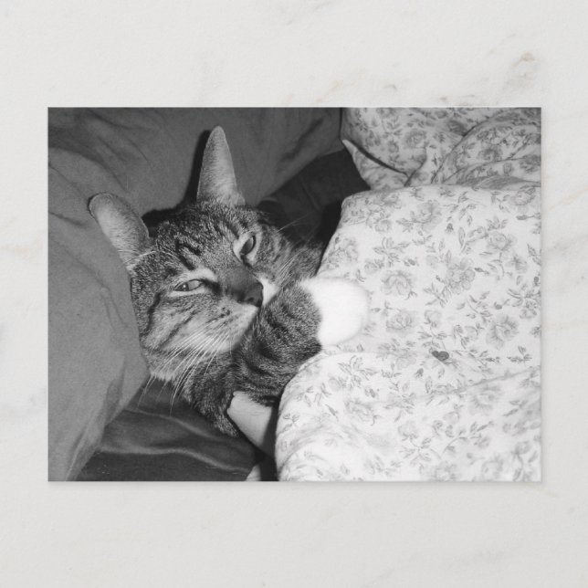 Funny Sleeping Cat in Bed Postcard (Front)