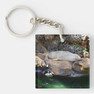 Funny Sleeping White Sea Lion On Rocks, Key Ring