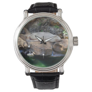 Funny Sleeping White Sea Lion On Rocks, Watch