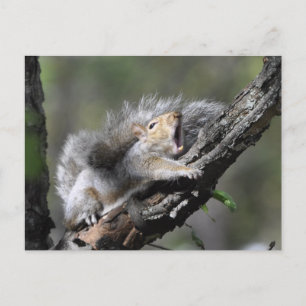 Funny Sleepy Squirrel Blank Card