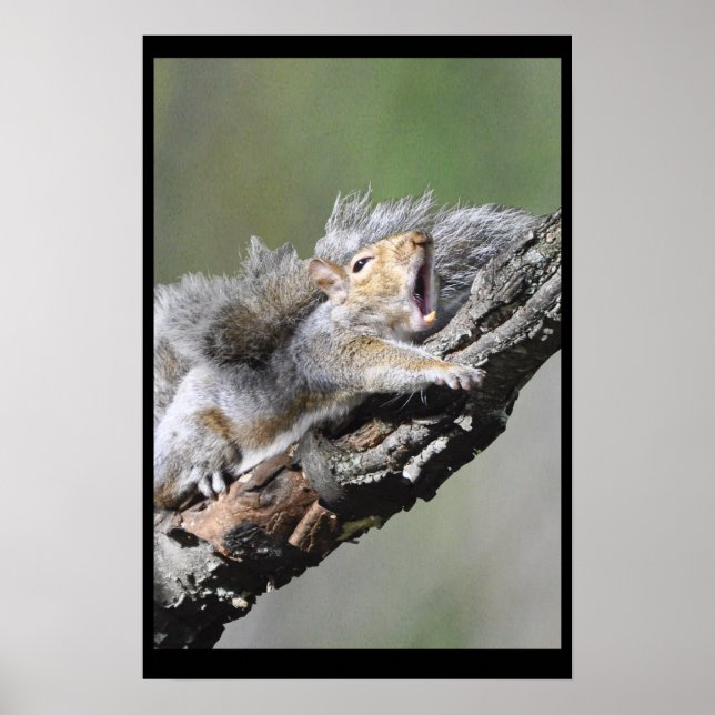 Funny Sleepy Squirrel Blank Card Poster (Front)