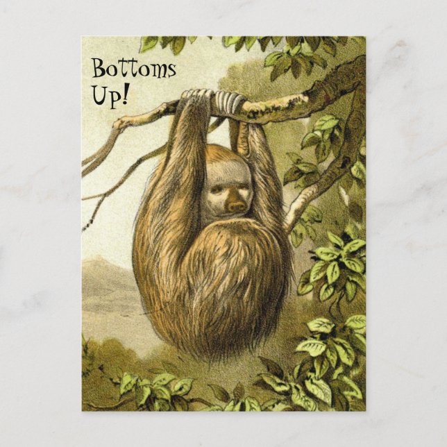 Funny Sloth With "Bottoms Up" Postcard (Front)