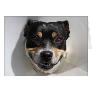 Funny smiling dog