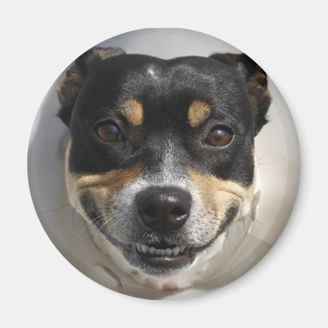 Funny smiling dog magnet (Front)