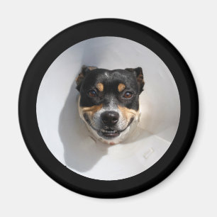 Funny smiling dog magnet