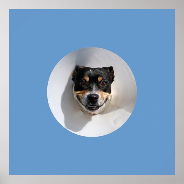 Funny smiling dog poster (Front)