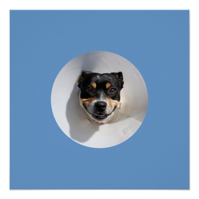 Funny smiling dog poster (Front)