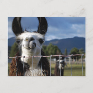Funny Smiling Llama in Southern Oregon Postcard