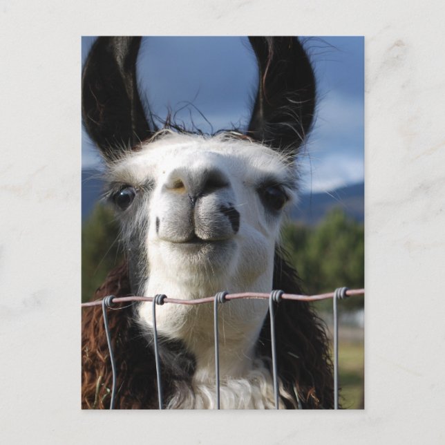 Funny Smiling Llama in Southern Oregon Postcard (Front)
