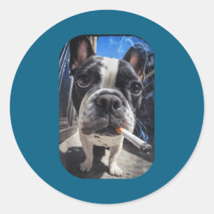 Funny Smoking Boston Terrier Dog Meme Gen Z Cigare Classic Round Sticker