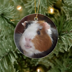 Funny, Smooth, Tricolor Guinea Pig Face Ceramic Tree Decoration