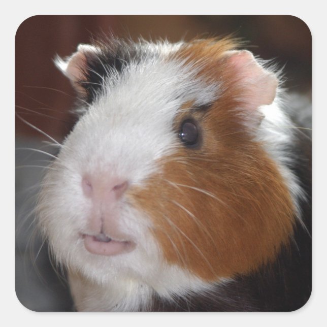 Funny, Smooth,Tricolor Guinea Pig Square Sticker (Front)
