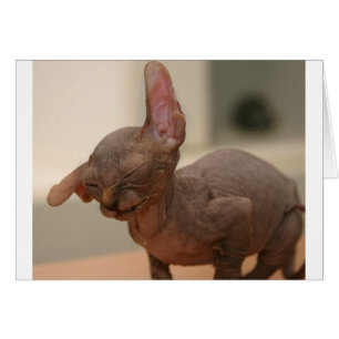 Funny sneezing sphynx kitten